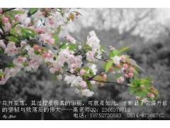 扬州网页设计培训网站开发后台编程