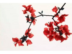 深圳远大国际大众摄影培训兴趣爱好