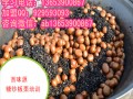 淮南去哪培训糖炒板栗做法  冰糖葫芦实践培训  学习蜂蜜花生