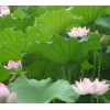 如何建设高绩效的管理团队培训(北京2016年12月17日)