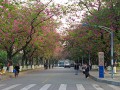 华南农业大学自考报名需要注意什么？