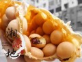 湖南哪里有正宗鸡蛋仔学？长沙鸡蛋仔培训