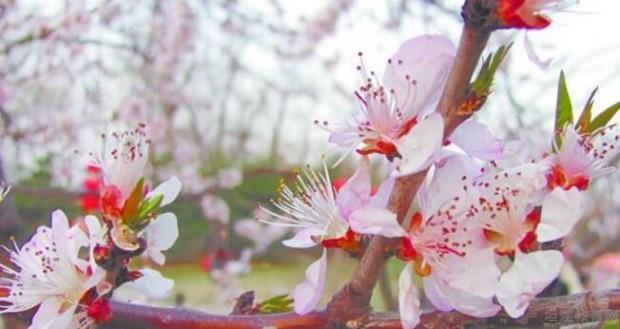 苏州樱花国际日语