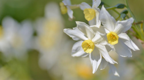 如何提高雅思口语