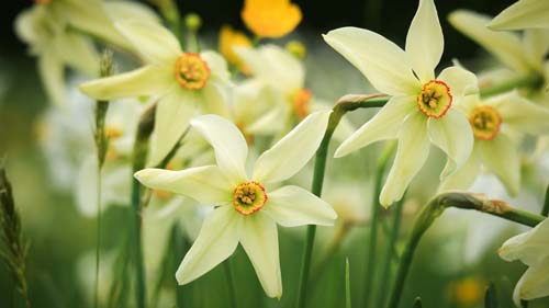 雅思口语低分如何练