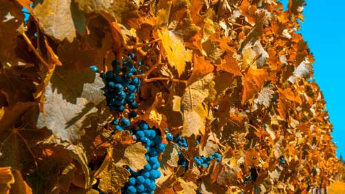 雅思口语应该怎么提高