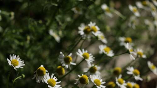 雅思口语如何才能提分