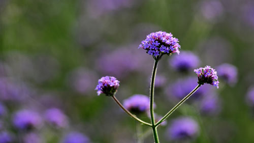 雅思口语考试注意事项