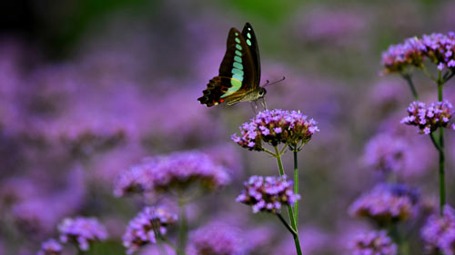 雅思口语part1的常见问答