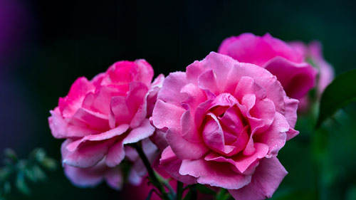 雅思口语短时间内如何提高