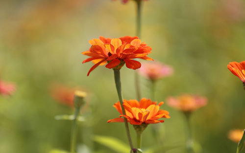 雅思口语怎么样流利