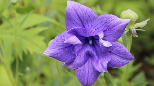 雅思口语part2怎么答题