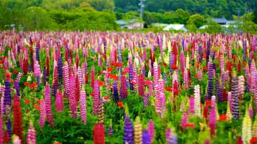 雅思口语Part3利弊分析题怎么回答