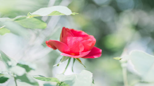 雅思怎么提高口语