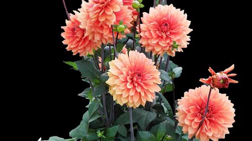 雅思口语5分怎么得到