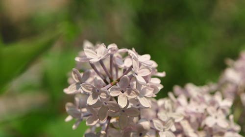 雅思口语怎么提高到6分