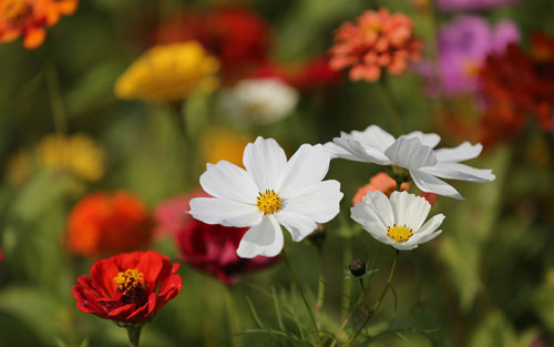 雅思口语怎么才能得高分