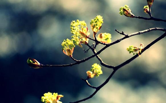 怎么提高雅思作文思路