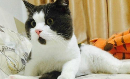 雅思口语怎样提高