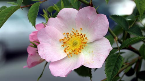 雅思口语怎么练语调