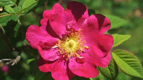 雅思口语流利度怎么提高