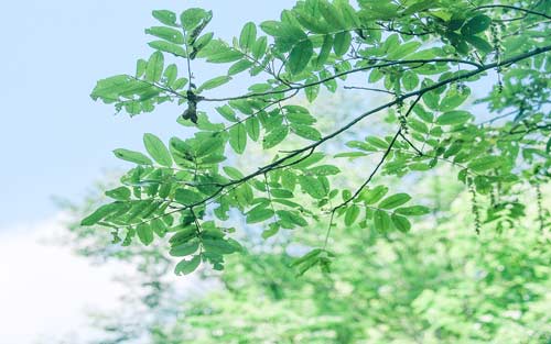 雅思口语发音如何提高