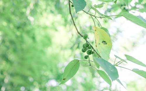 雅思口语5分如何提高