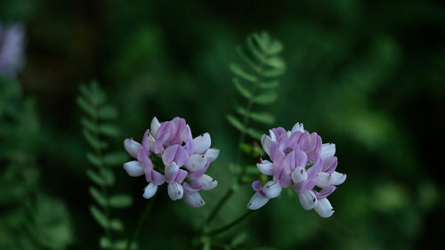 雅思口语part2如何回答