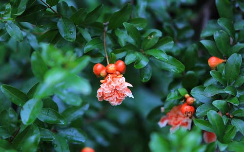 如何独立提高雅思口语