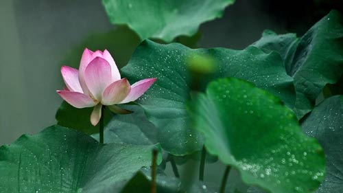 雅思口语Part2人物类话题怎么答题