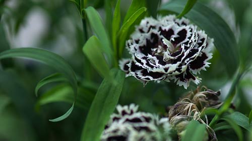 雅思口语自己怎么准备