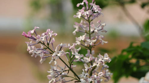 雅思口语part2怎么答