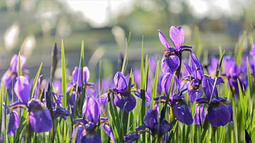 雅思口语常见发音错误的单词