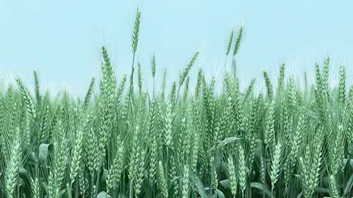 雅思口语考试必备技能