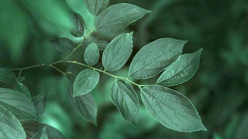 雅思口语中考官常说的客套话