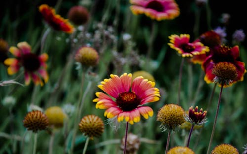 雅思口语要怎么训练