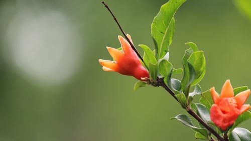 一个月怎么准备雅思口语