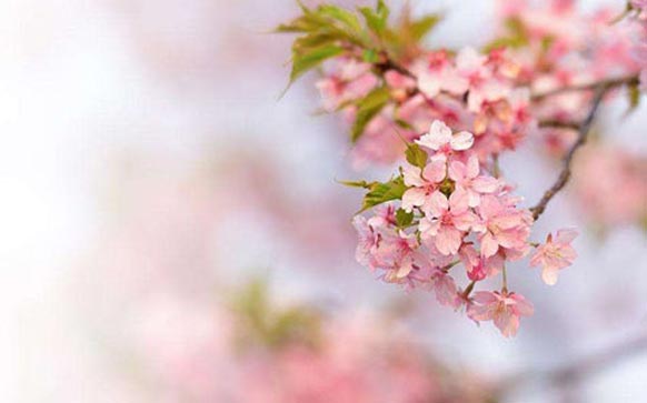 雅思口语Mirror话题