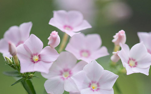 雅思口语怎样拿高分