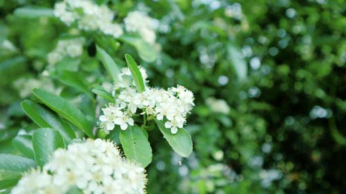 雅思口语怎么算分