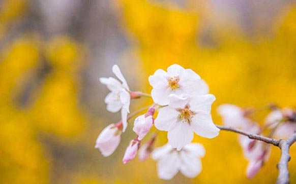 初学者雅思听力怎么练