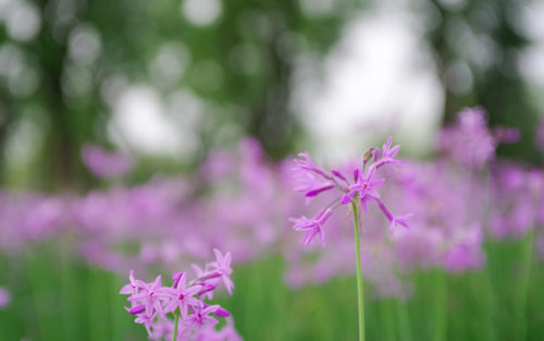 雅思口语怎么打招呼