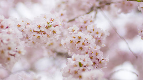 雅思口语如何没有背诵的感觉