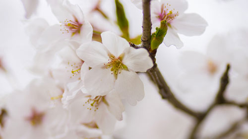 雅思口语该如何备考