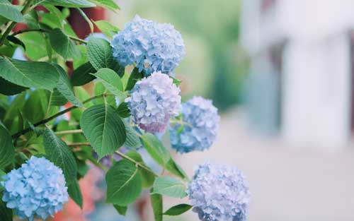 雅思口语怎样提高