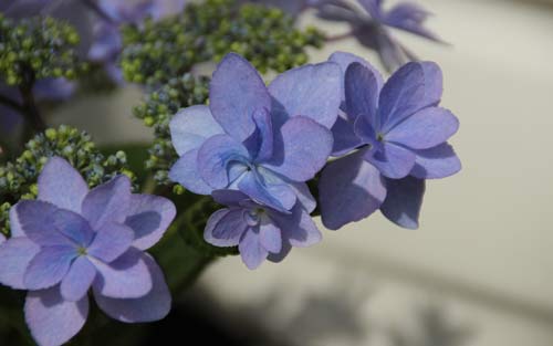 雅思口语part1常见问题