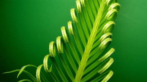 雅思口语Part1常考题