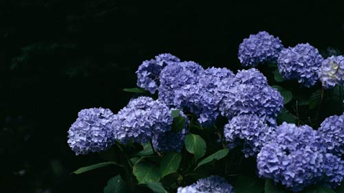 雅思口语part2常见题