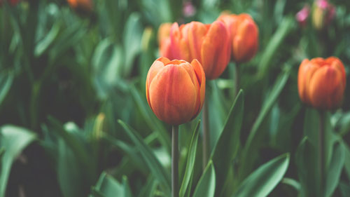 雅思口语考试part2如何回答