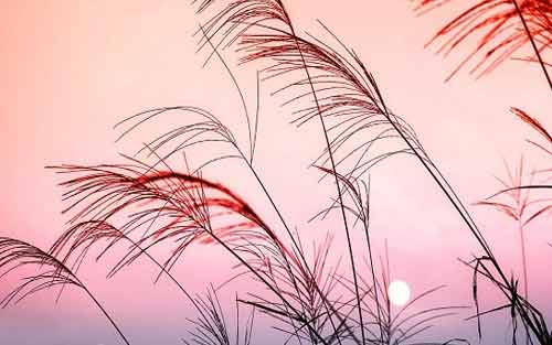 怎么学习好德语